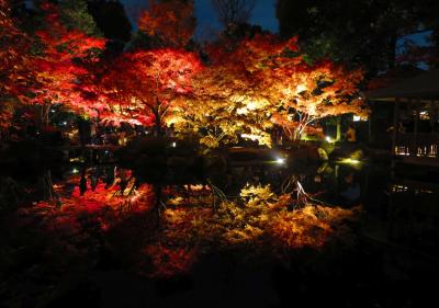 ちょいと寄り道 都内の紅葉 ～太田黒公園～