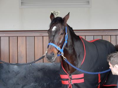 2017年　メルボルンで競馬漬け　番外編②　平場開催の競馬事情