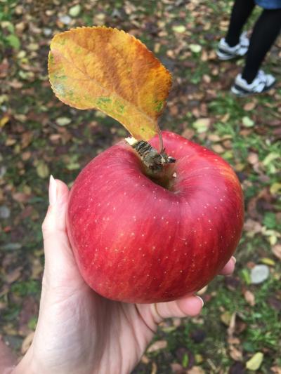 紅葉！伊香保温泉！吹割りの滝に、リンゴ狩り！初めてのバスツアー★