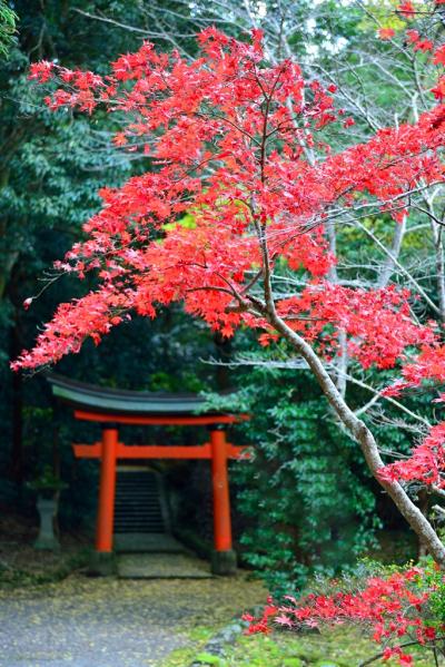 宇佐神宮の紅葉 2017晩秋