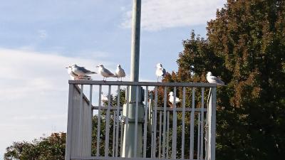 行徳野鳥の楽園　秋