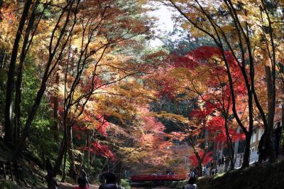 天竜浜名湖鉄道で小國神社へ紅葉狩りとウォーキング