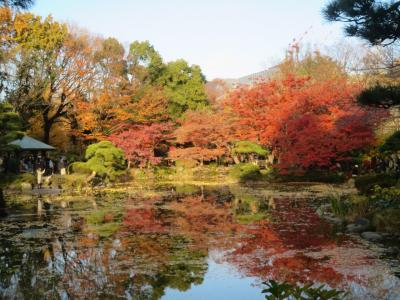 週末散歩　九品仏の紅葉・自由が丘でランチ、古民家カフェ・一誠堂美術館・日比谷公園の紅葉・丸ノ内クリスマスイルミネーション