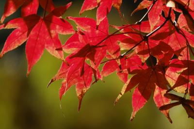 熱海梅園 紅葉2017 初見