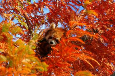 今年最後の京都の紅葉に滑り込めたのか！？