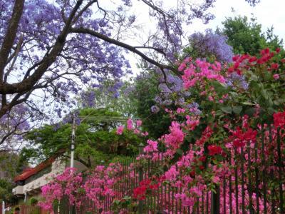 南アフリカ　お花見旅行-6 プレトリア・ジャカランダの花巡り