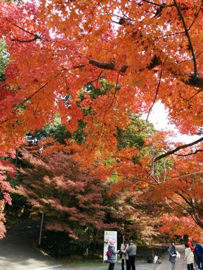 2017：鮮やかに染まる秋の紅葉(京都・「光明寺編」）
