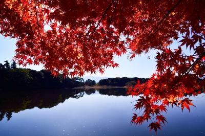 薦神社の紅葉 2017