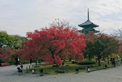 2017京都紅葉「そうだ東寺へ行こう」