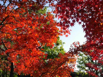 越谷 花田苑の紅葉☆こしがや産業フェスタ☆2017/12/03