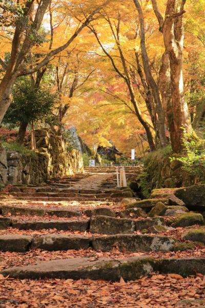 紅葉も真っ盛り♪　晩秋の湖東三山百済寺は期待以上だった♪