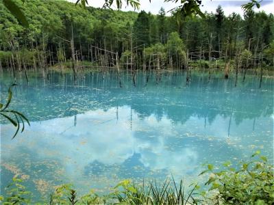 7月の旭岳はツガザクラの宝庫　神秘の青い池