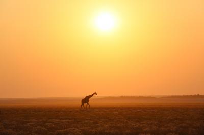 アフリカ旅行記・野生動物と大自然に触れる旅（その ３：エトーシャ国立公園）