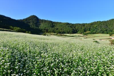 そばの花咲く頃、全羅南道・長興(チャンフン)旅行♪ 