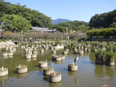 心の安らぎ旅行（2017/2018 THE DREAM QUEST 福岡マリンメッセ編　<太宰府>　DREAMS COME TRUE 大宰府の街並み散策Part11）