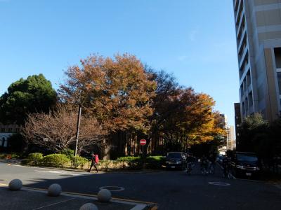 ２０１７年　晩秋　東京大学　本郷キャンパスで