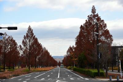 2017　けいはんな学研都市　メタセコイアの紅葉散歩