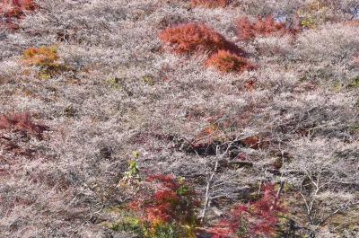 2017紅葉（9） 四季桜と紅葉のコラボ ---川見四季桜の里