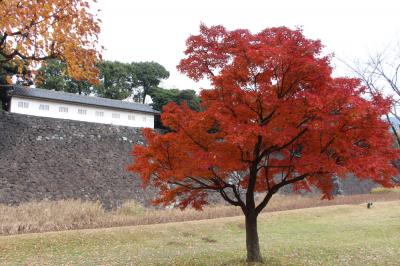 都内紅葉めぐり（六義園、小石川後楽園、皇居乾通り一般公開）