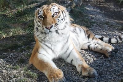 ２度目の北海道レッサーパンダ遠征は３都市４泊４日（６）【釧路市動物園・前編】食後のはみがきが可愛かったカナダカワウソ＆不自由な後足で一生懸命歩いていたアムールトラのココアちゃん＆レッサーパンダのシンゲンくんとコーアイちゃん