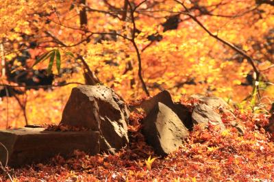 Petit Day Trip -- 愛岐トンネル群 2017秋の特別公開（１／２）～暖かな紅落葉が心を包む～ --