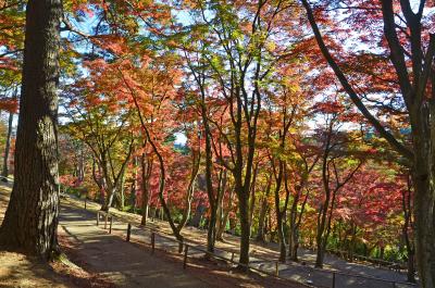 伊豆市へ 2.虹の郷の紅葉(前編) 2017.11.21