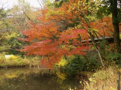 自然教育園の紅葉_2017_落葉が始まっているが未だ綺麗、でも生憎の曇天で残念（港区・白金台）