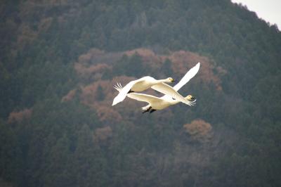 ◆冬の使者飛来・阿武隈川の白鳥便り