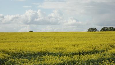 春のコッツウォルズドライブ旅行