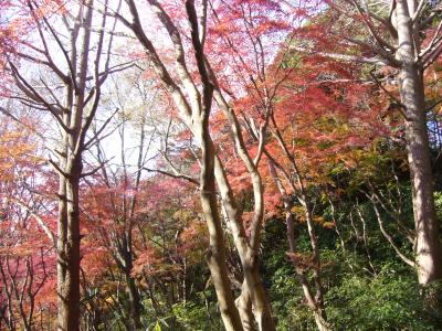 鎌倉瑞泉寺と天園などの紅葉を愛でる