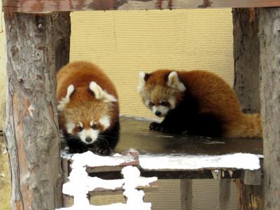 冬のレッサーパンダ紀行【３】 旭山動物園　はじめまして、守守君＆糸糸ちゃん！！ そして、期待の次世代カップル？は無断同居（苦笑）　