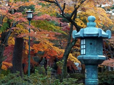 豪徳寺の紅葉　再訪　２０１７