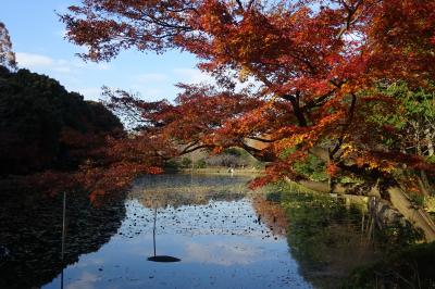 横浜の紅葉めぐり　２０１７