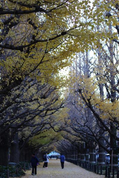 神宮外苑のいちょう並木5日では遅かった！