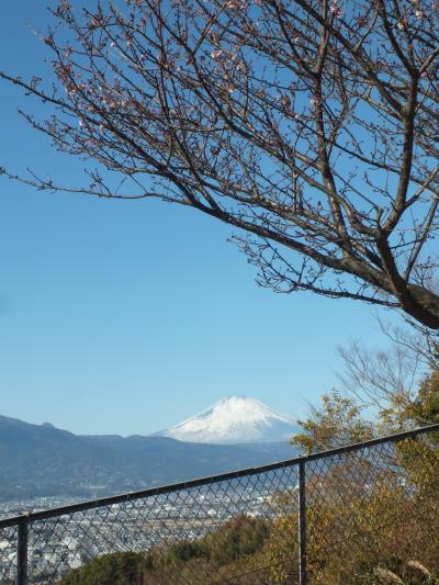 富士山と河津さくらメジロ   子福桜か十月桜ですか、子福桜でしょう。