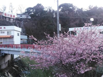 熱川温泉～河津桜～小田原梅まつり