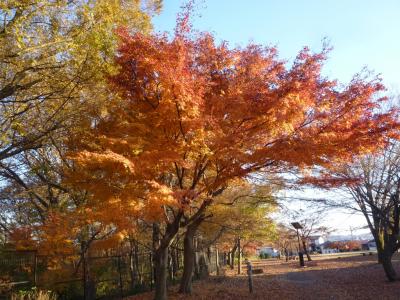 秋の都立小宮公園を散策 八王子 2017/12/09