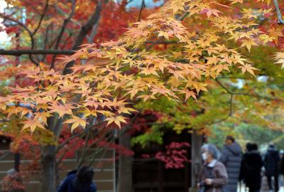 秋の九品仏・浄真寺　2017