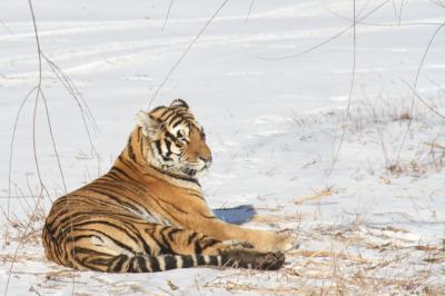 114. 極寒の哈爾賓、シャングリラステイ&東北虎林園でトラを見る。