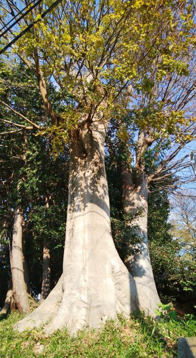 喜多院・慈眼堂古墳・日枝神社古墳