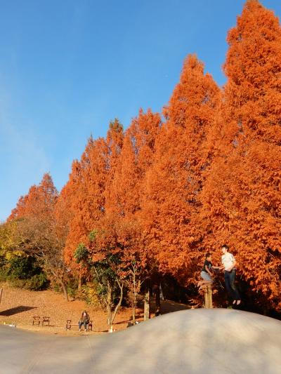 「　初冬の　国営昭和記念公園　メタセコイアの紅葉を追って　さんぽ　」　2017