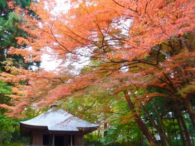 東北紅葉の旅   平泉の紅葉を愛で、歴史を学ぶ