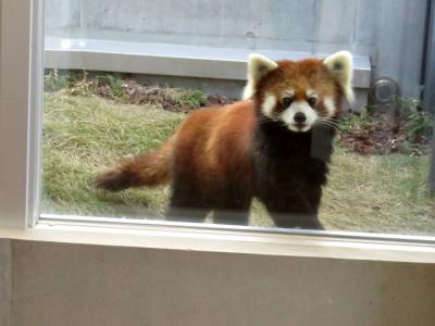 冬のレッサーパンダ紀行【５】 周南市徳山動物園　偵察っ！！不思議な趣の新レッサーパンダ舎！！ フーフー君とルナちゃん同居中です