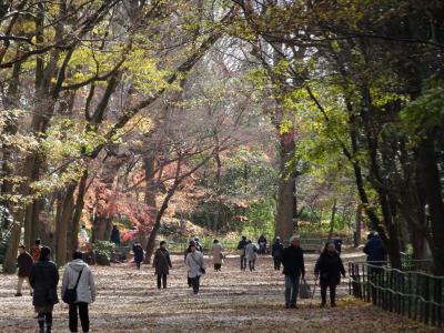 残り紅葉を追いかけて京都へ２、下鴨神社・糺の森