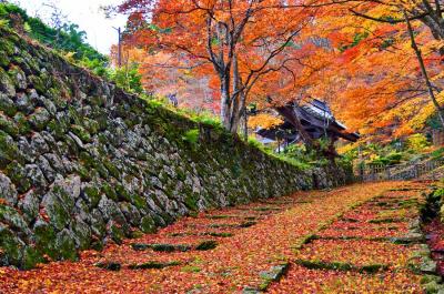 2017紅葉（11）湖東三山の初冬の黄葉落葉の釈迦山百済寺