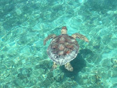 5泊7日ニューカレドニア旅行⑤　メトル島水上コテージとヌメア観光