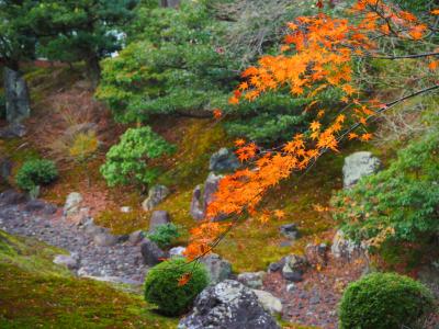 残り紅葉を追いかけて京都へ３、相国寺