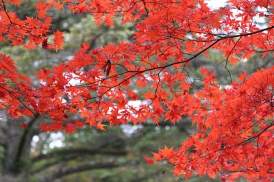 2017子連れ3泊4日広島・宮島・ちょこっと岩国旅行（4日目宮島編）