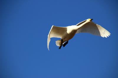 ◆師走の釈迦堂川・白鳥点描 ①