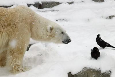 ２度目の北海道レッサーパンダ遠征は３都市４泊４日（10）【円山動物園・後編】トビのクラッチくんのフリーフライトや降雪の中のホッキョクグマから雪の中のシンリンオオカミや元気いっぱいミーアキャットの赤ちゃんたち